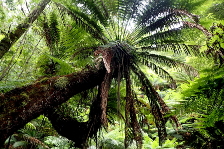 Dicksonia Antarctica